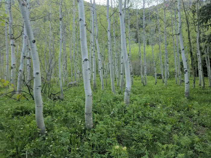 Silver Bell Campground Picture 4
