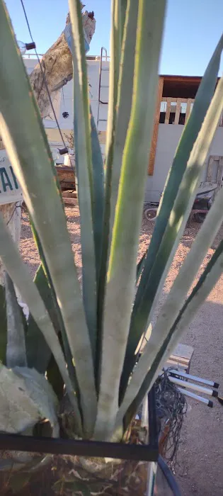 California Ponderosa Picture 5