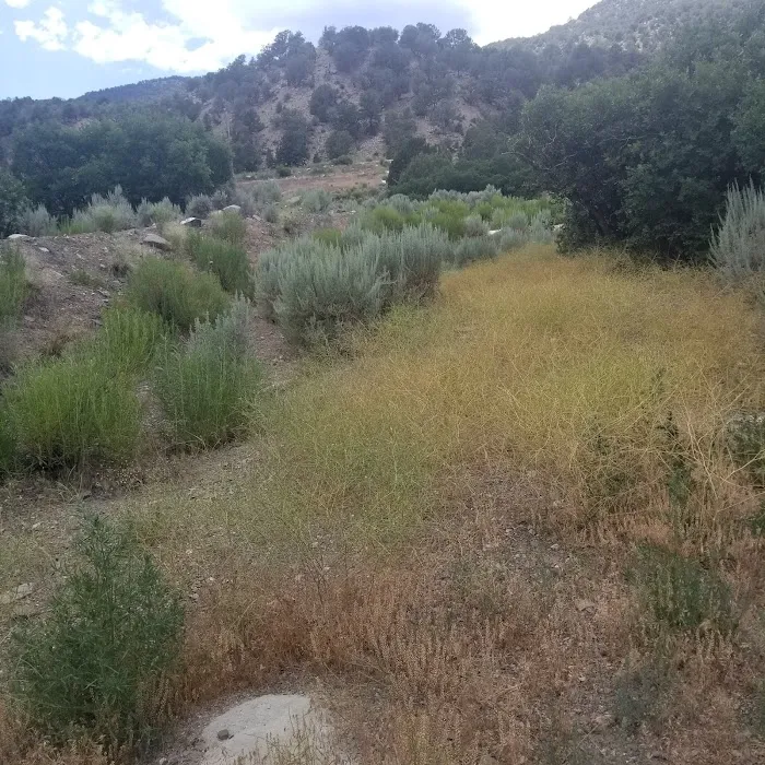 Lyons Gulch Campground & River Access Picture 1