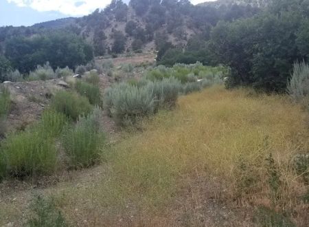 Lyons Gulch Campground & River Access