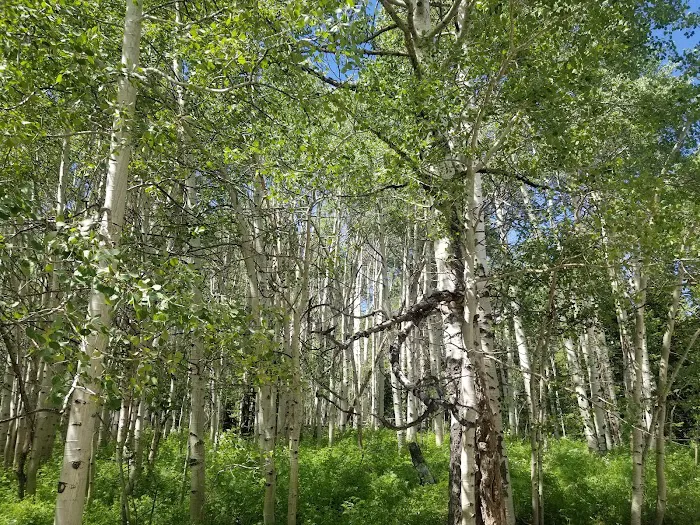 Coffee Pot Spring Campground Picture 6