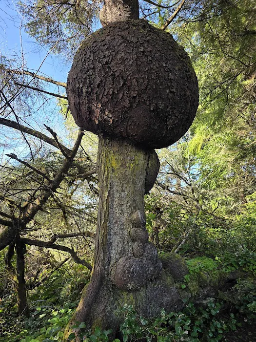 Kalaloch Campground Picture 9