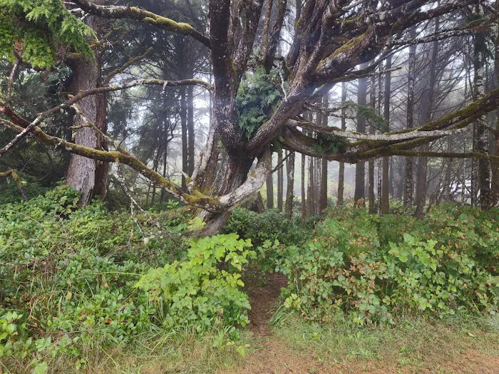 Kalaloch Campground Picture 6
