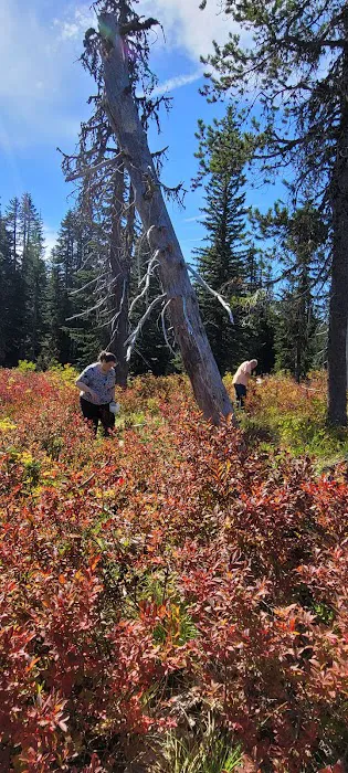 Interpretive Site: Berry Fields Picture 1