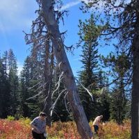 Interpretive Site: Berry Fields ico