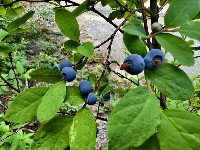 Interpretive Site: Berry Fields Picture 6