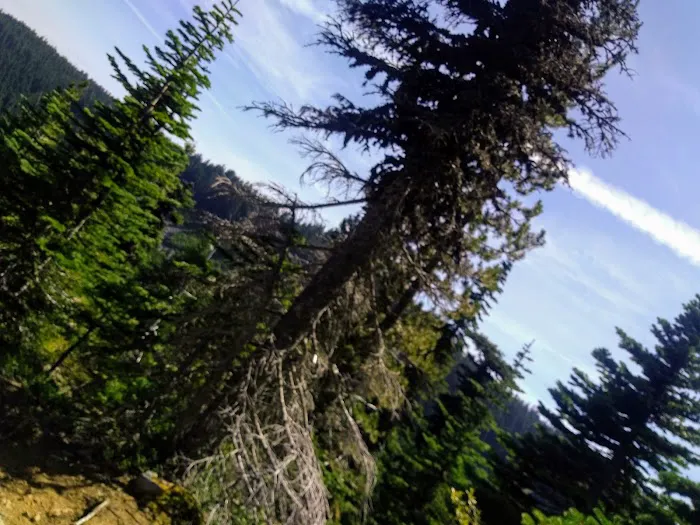 Cultus Creek Campground Picture 3