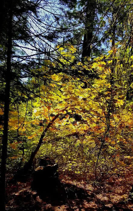 Trout Lake Creek Campground Picture 4