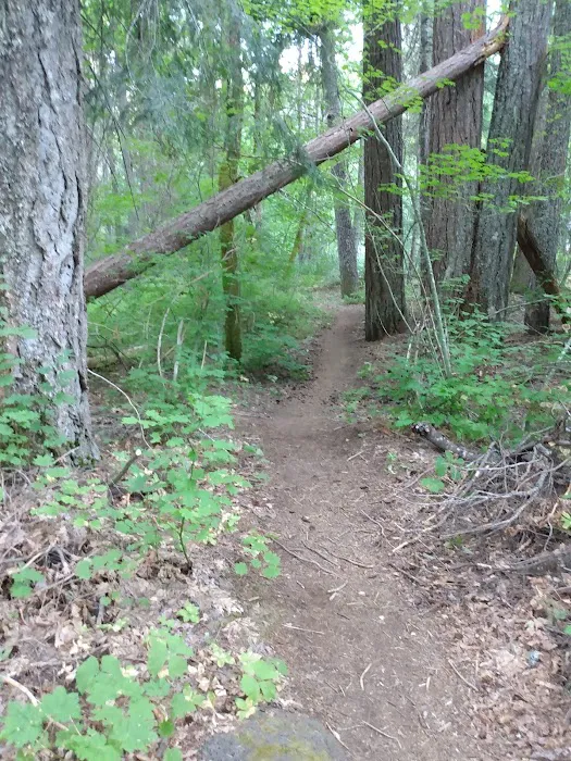 Trout Lake Creek Campground Picture 7