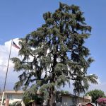 Ponderosa Mobile Estates