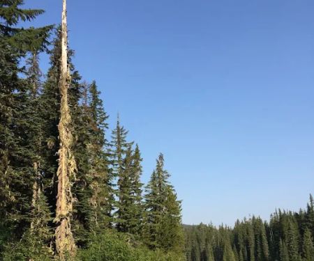 Campground: Forlorn Lakes