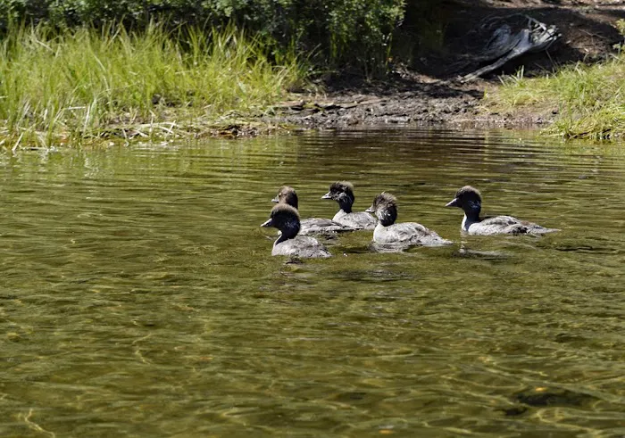 Campground: Forlorn Lakes Picture 9