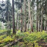 Goose Lake Campground