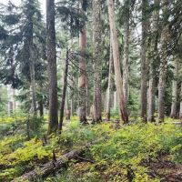 Goose Lake Campground ico
