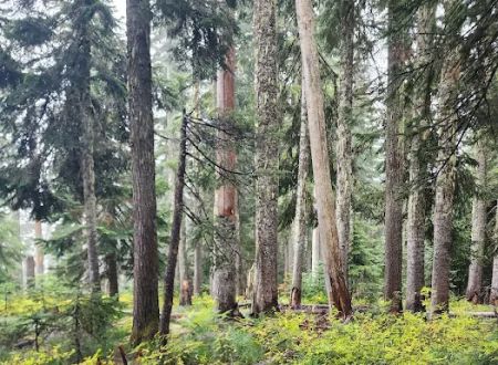 Goose Lake Campground