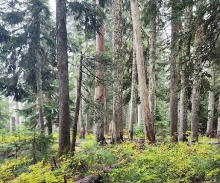 Goose Lake Campground