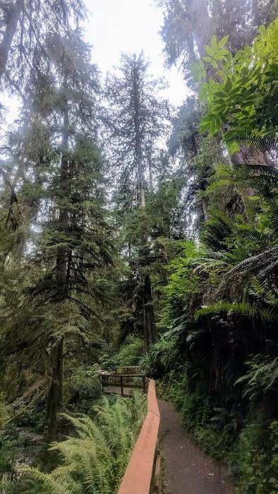 Lewis River Campground Picture 6