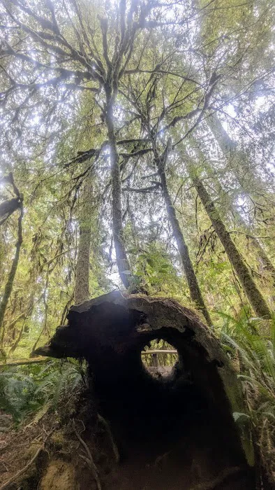 Lewis River Campground Picture 5