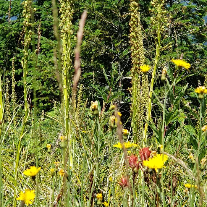 Fourth of July Campground Picture 10