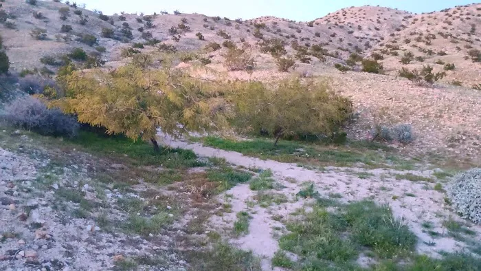 Joshua Springs Mobile Home Park Picture 3