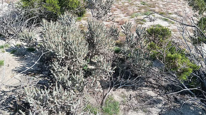 Joshua Springs Mobile Home Park Picture 4