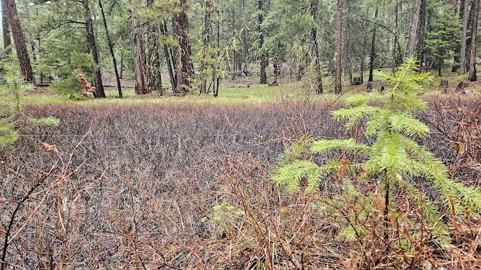 Ahtanum Meadow Campground Picture 2