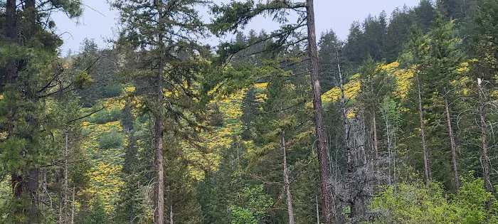 Blackpine Lake Campground Picture 7