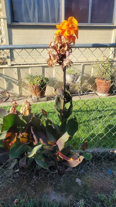 Merced Estates Picture 8