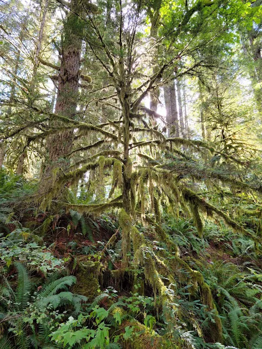 Douglas Fir Campground Picture 9