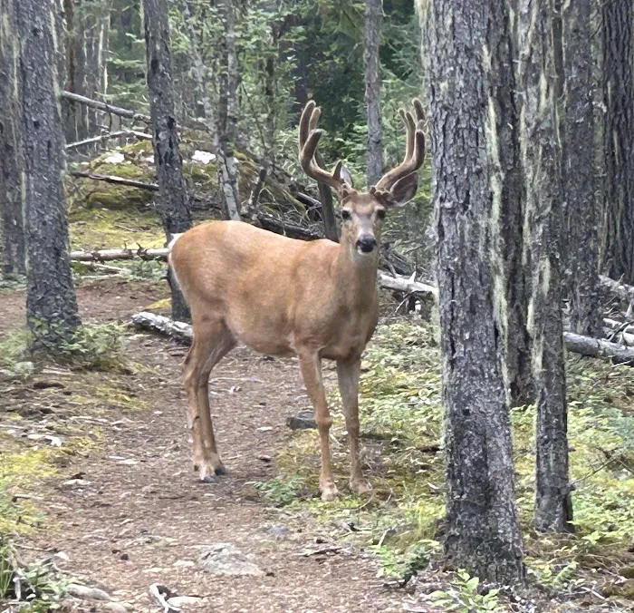 Devil's Creek Campground Picture 9