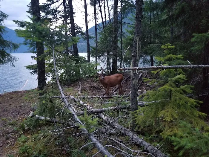 Lodgepole Campground Picture 4