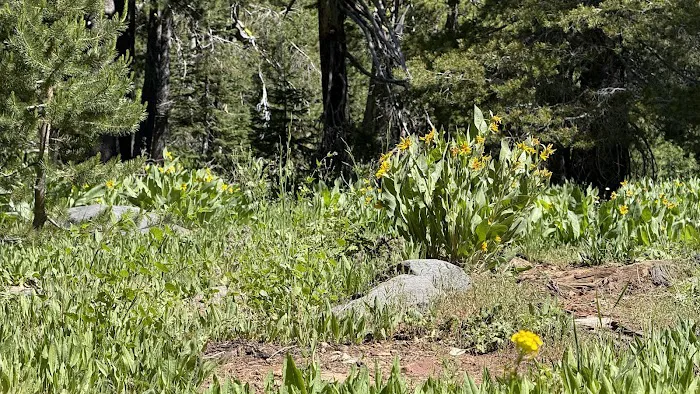 Brady's Camp Campground Picture 2