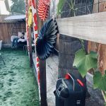 Beachcomber MHPC
