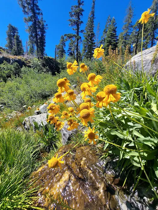 Lakes Basin Campground Picture 8