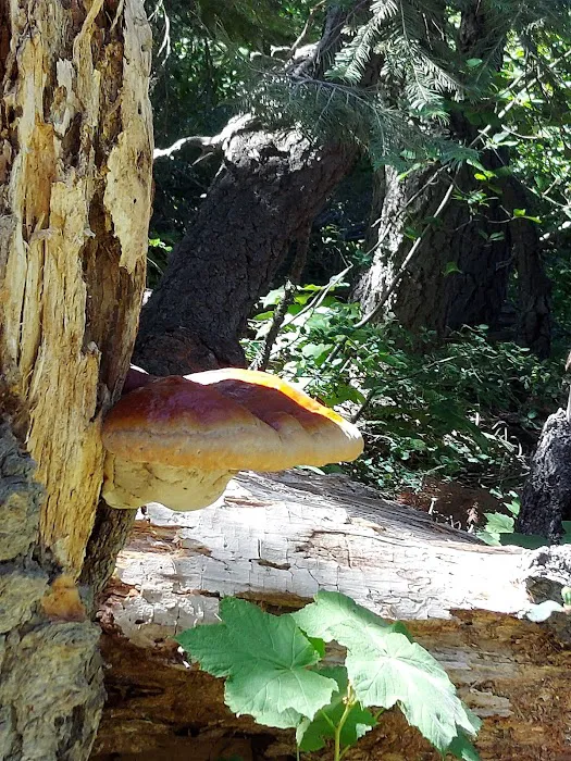 Lakes Basin Campground Picture 4