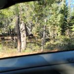 Gold Lake Campground