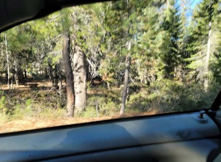 Gold Lake Campground