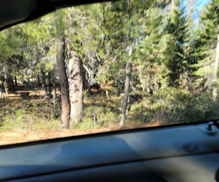 Gold Lake Campground