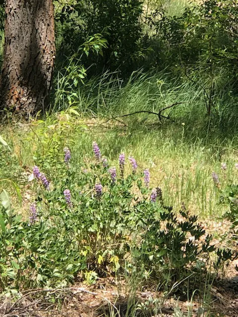 Camp Shady Meadow Picture 9