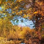 Chico Creek Mobile Home Estates