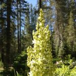 Gurnsey Creek Campground