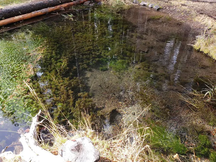 Willow Spring Campground Picture 4