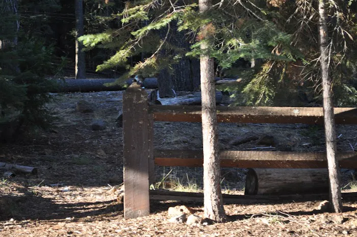 PSEA, Camp Almanor PRIVATE CAMP Picture 4
