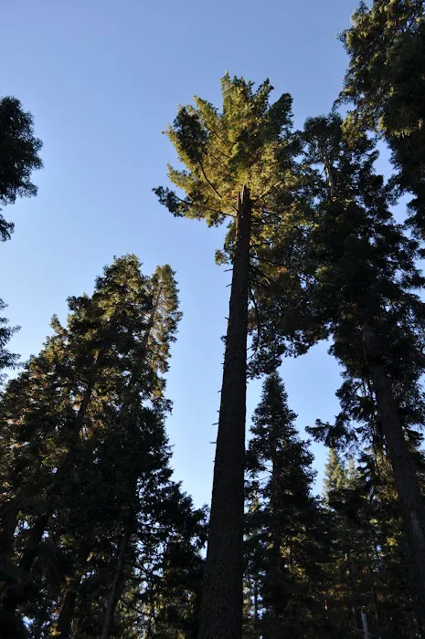 PSEA, Camp Almanor PRIVATE CAMP Picture 7