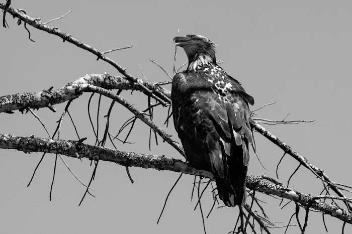 Almanor Ranger District Picture 6