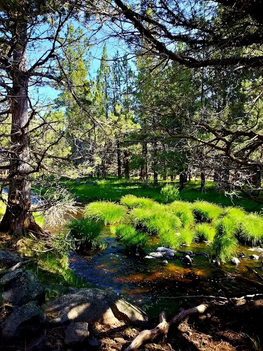 Almanor Ranger District Picture 8