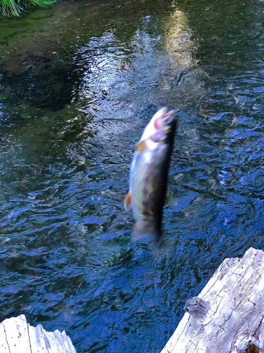 High Bridge Campground Picture 4