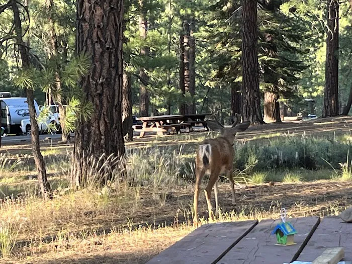 Logger Campground Picture 6
