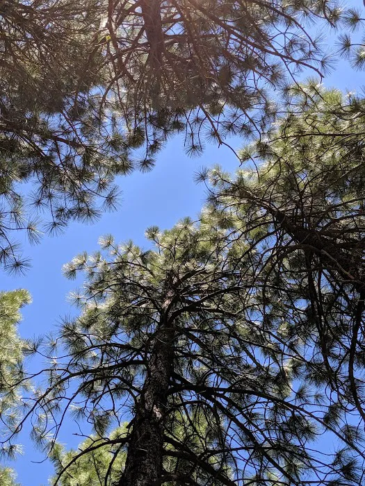 Logger Campground Picture 4