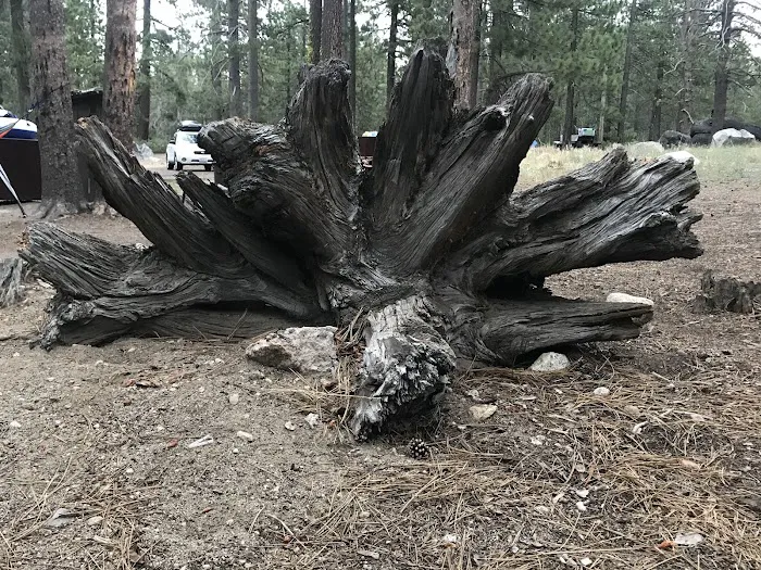 Ridge Campground Picture 5